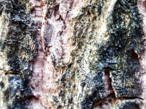 Dry tree bark texture and background, nature concept. Tree trunk texture for background photo