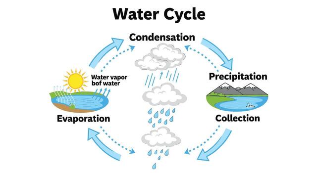 Understanding the Water Cycle A Simple Diagram Showing Evaporation, Condensation, Precipitation, and Collection in Nature vector