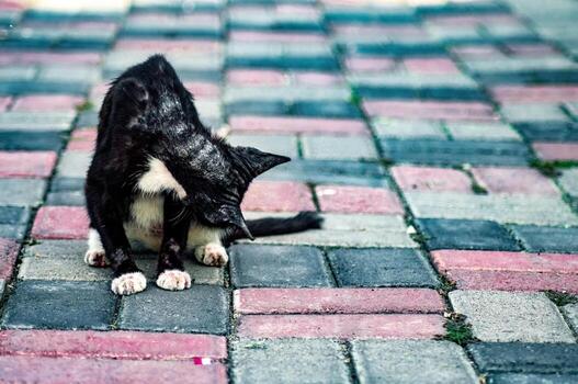 Black and white cat grooming itself on a colorful brick path. The feline is captured in a moment of self care, creating a charming and relatable scene of domestic life. photo