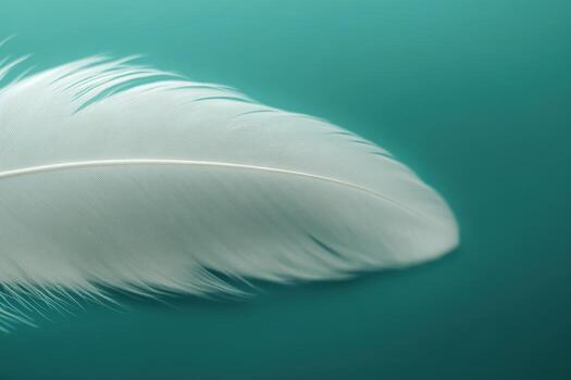 Delicate white feather resting on a smooth teal background photo