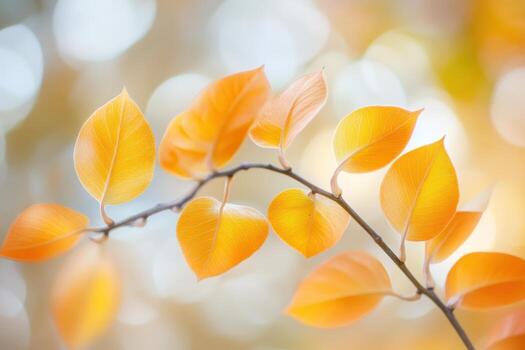 Bright orange leaves shine in soft autumn light with a blurred backdrop photo