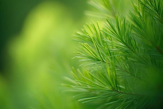 Close-up of vibrant green pine needles against a soft background photo
