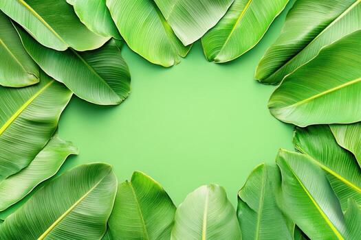 Lush green banana leaves arranged in a circular pattern on a bright background photo
