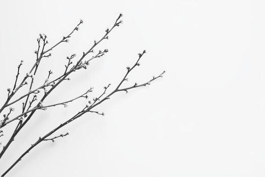 Delicate branches with buds against a minimalist white backdrop photo