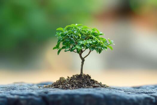Small green tree growing on soil surface in natural light setting photo