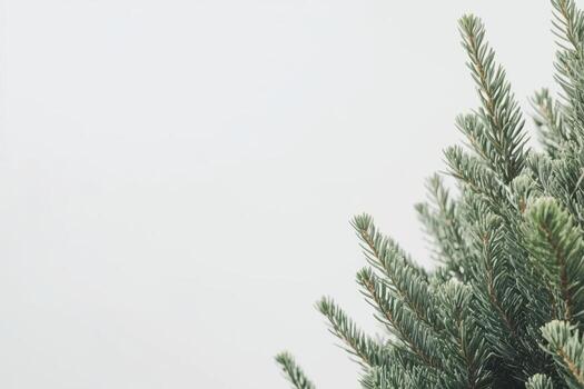 Evergreen tree branches against a soft grey background during winter season photo