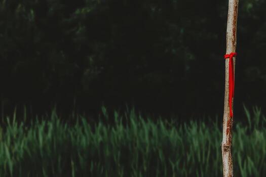 Red ribbon tied around tree trunk in green grass environment photo