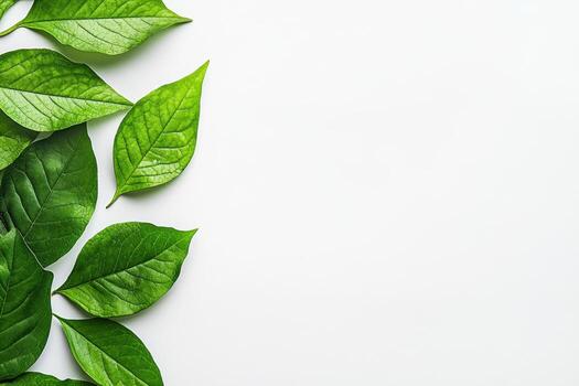 Collection of green leaves arranged on a white background for a natural look photo