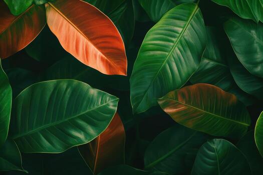 Lush green and reddish leaves grouped together in a vibrant botanical display photo