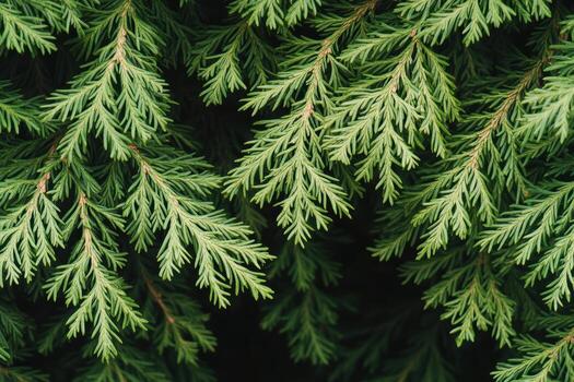 Close-up view of lush green cedar tree branches in a forest setting photo