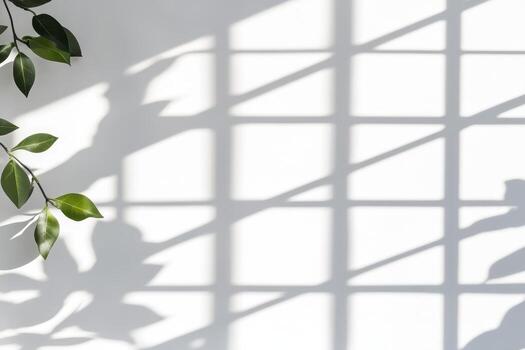 Shadows of leaves cast on a white wall during daylight hours photo