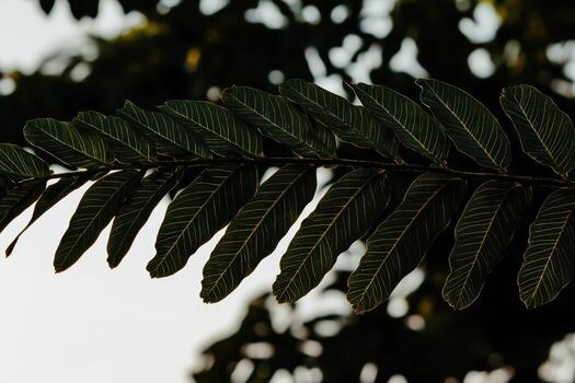 Detailed view of green leafy branch against a soft sunset background photo