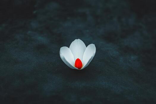 Lovely white flower with a red center captured on a dark background photo
