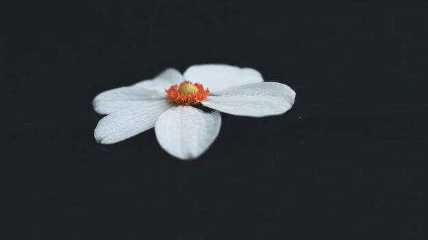 Delicate white flower floating on dark water with droplets in serene settings photo