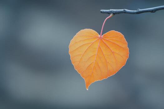 Heart-shaped leaf hanging from a branch in autumn setting photo