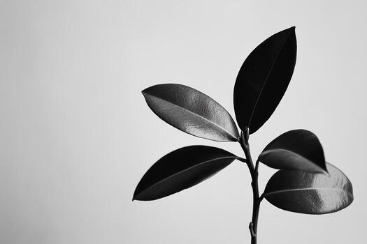 Black and white close-up of glossy leaves against a simple background photo
