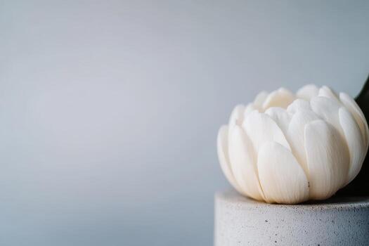 Elegant white flower resting on a smooth stone surface in soft light photo
