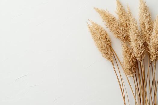 Dried pampas grass arranged elegantly against a plain background photo