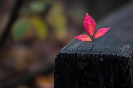 Vibrant pink leaf sprouting from a weathered log in a forest setting photo