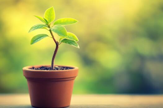 New green plant growing in a small pot on a blurred background photo