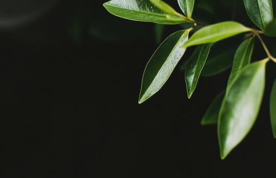 Lush green leaves capturing the essence of nature in a tranquil setting photo