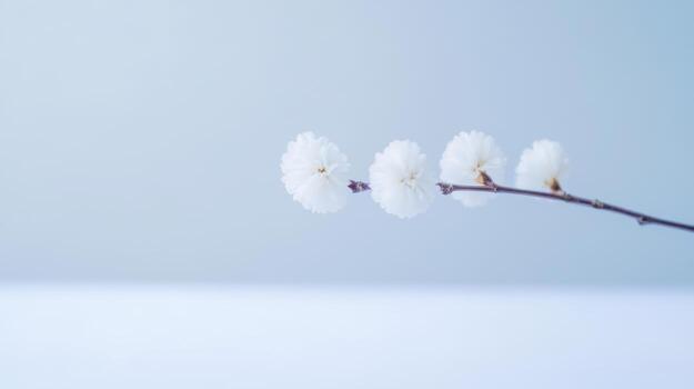 Delicate white blossoms on a slender branch against a soft background photo