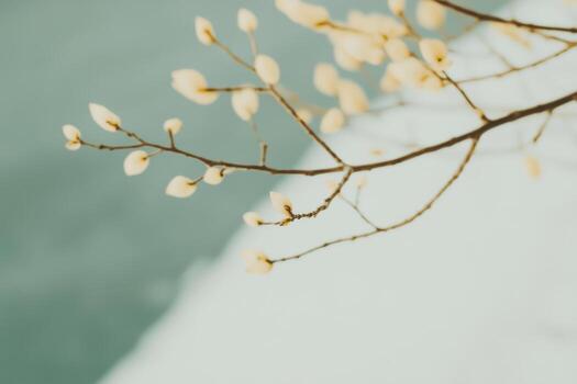 Delicate blossoms against a serene backdrop of water and snow in winter photo