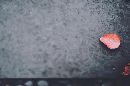 Red leaf resting on a wet surface during autumn weather photo