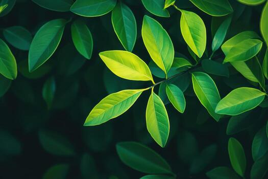 verde hojas iluminado por luz de sol en un denso follaje ajuste foto