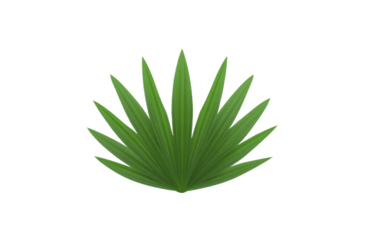 verde agave planta con afilado, puntiagudo hojas arreglado en simétrico patrón, aislado en transparencia antecedentes. planta vibrante color y único forma hacer eso visualmente sorprendentes png