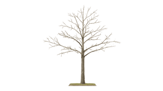 alto, desnudo árbol con intrincado ramas soportes prominentemente en contra llanura fondo, exhibiendo sus natural belleza y estructura. árbol ramas ampliar exterior, creando sorprendentes silueta ese png