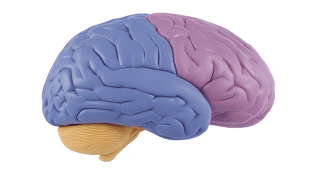 detalhado anatômico modelo do humano cérebro, exibindo esquerda e certo hemisférios distinto cores, enfatizando intrincado estrutura e dobras. isto representação luzes complexidade do cérebro png