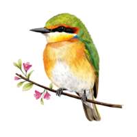 vibrante comedor de abejas encaramado en un delicado rama con rosado flores ilustración en transparente png