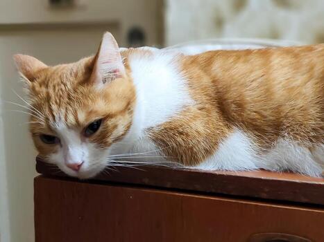 Ginger cat lying on wooden table indoors, resting pet animal with relaxed expression and white background. photo