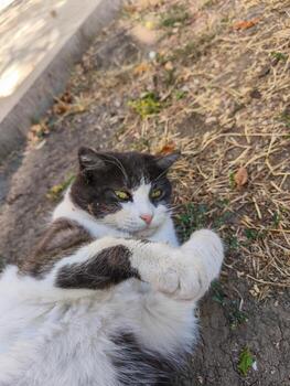 Black and white cat resting on ground with playful face expression and fluffy fur. photo