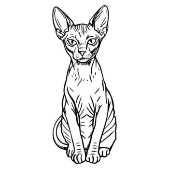 A hairless Sphynx cat sits upright, showcasing its distinctive wrinkled skin and large ears. The cat has a curious expression and is depicted in a simple line art style. vector