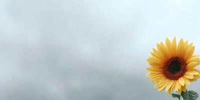 soltero girasol con agua gotas en contra un pálido antecedentes foto