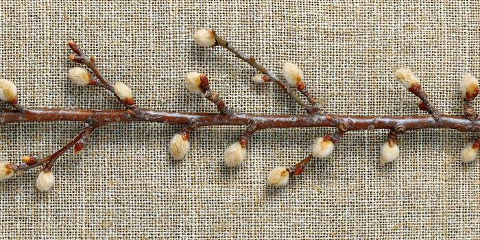 Willow branch with fluffy buds rests on burlap background photo