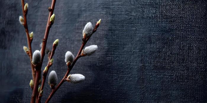 Willow branches with fluffy buds against dark gray background photo