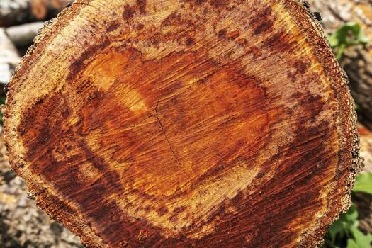 The Abstract pattern of longan tree core texture background photo