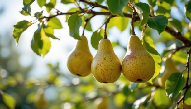 pears hang from tree branches, glowing under soft sunlight, surrounded by fresh green foliage gently. photo