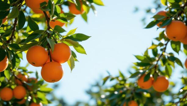 oranges hang in bunches from tree branches, glowing in sunlight, framed by lush green leaves naturally. photo