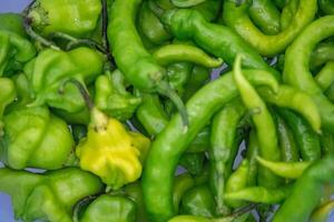 mezcla de verde pimientos shishito pimienta Pimiento annuum mar japonés, o japonés dulce pimienta, no picante y muy sabroso y cambuci pimienta Pimiento baccatum, verde en forma de campana pimienta hgb foto