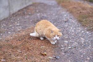 jengibre gato sentado en grava camino en al aire libre ajuste con orejas alerta y mirando. foto