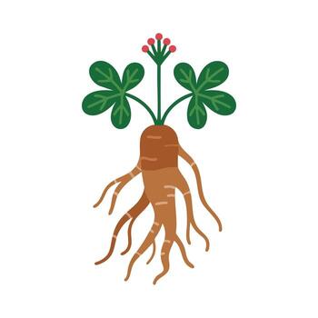 Stylized illustration of a ginseng root with green leaves and red berries on a white background vector