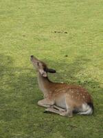 Young deer resting on green grass in daylight, looking up peacefully. Concept of peaceful wildlife, nature connection, calm behavior, eco awareness and gentle presence in the natural world. photo