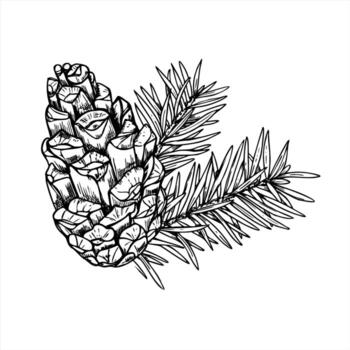 Spruce tree branches and cone monochrome outline composition. Etching dewing of Xmas pine cone with evergreen twigs for Christmas decor, winter invitations, Scandinavian style design vector