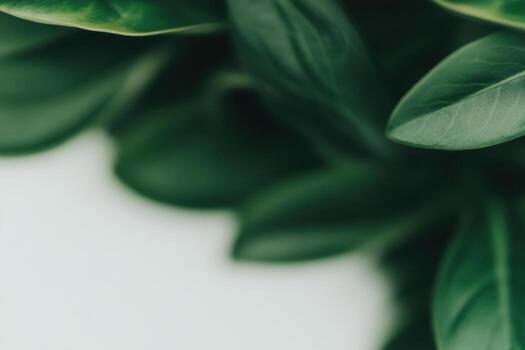 Lush green leaves showcasing vibrant nature in a close-up setting photo