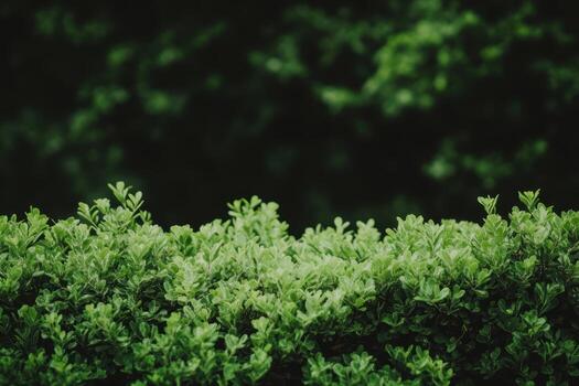 Lush greenery of dense shrubbery in a tranquil outdoor setting photo