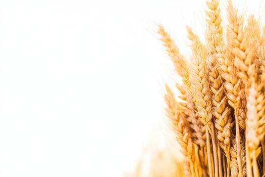 Golden wheat stalks displayed against a light background for rustic decor photo